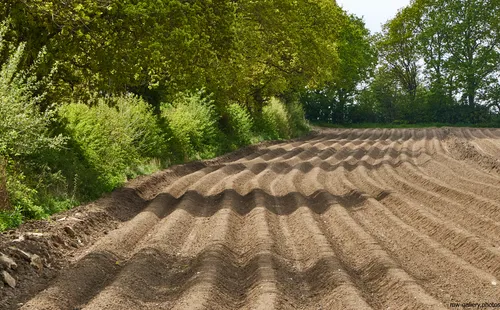 This landscape photograph depicts a rural field in the United Kingdom that has been carefully furrowed, featuring distinct tramlines running parallel across the soil. The image was captured during the afternoon in the spring season, as evidenced by the lush green foliage of the surrounding trees and hedges. The scene highlights nature and agriculture in harmony, with the freshly prepared fields awaiting the planting of crops. The well-defined tramlines are indicative of modern farming techniques used to optimize crop growth and field management.